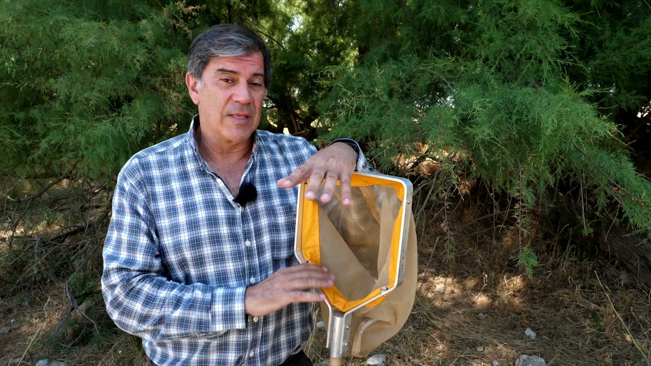 TRITÓN PIGMEO.
