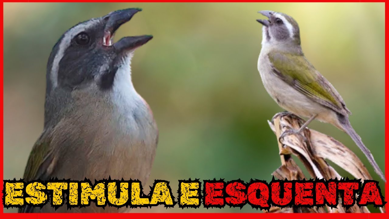 TESTE AGORA!💥Estimula e Abre Canto Para Trinca Ferro🏆FAZ TRINCA FERRO CANTAR NA HORA!