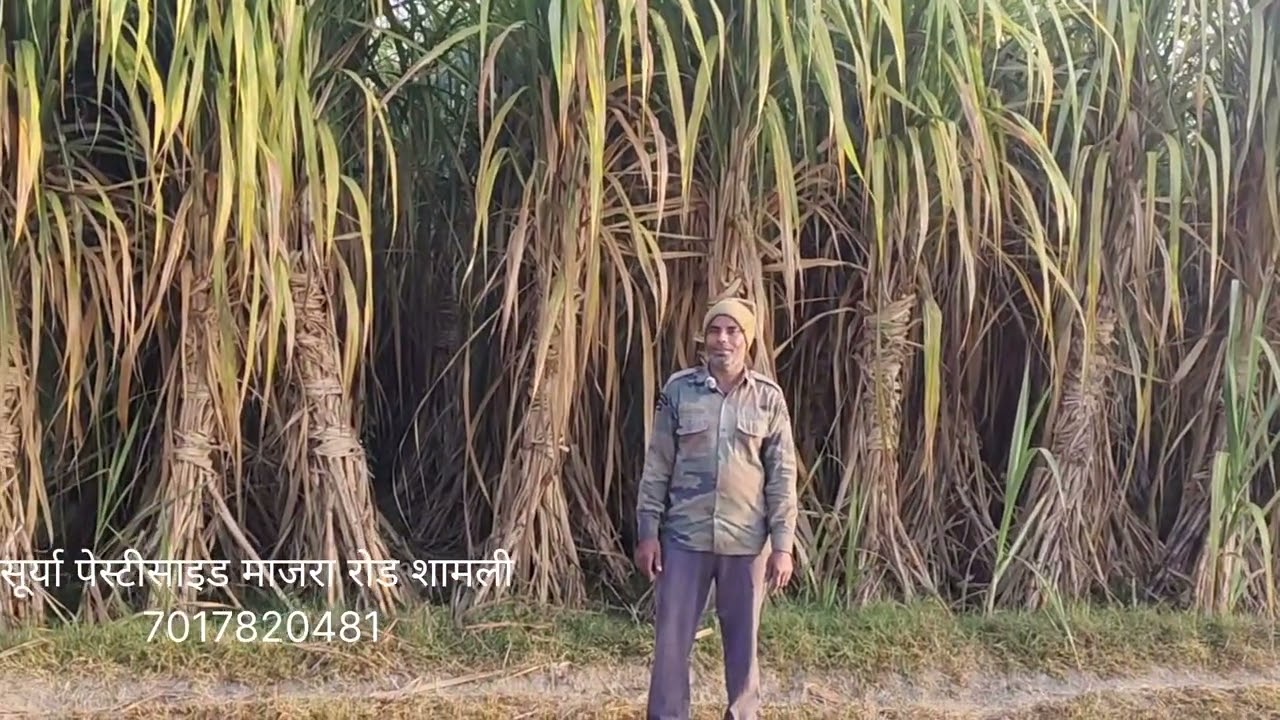 पूरे शामली क्षेत्र मे मचा तहलका ऐसा पौधा/बोर्ड गन्ना नहीं है पूरे शुगर मिल एरिया मे 