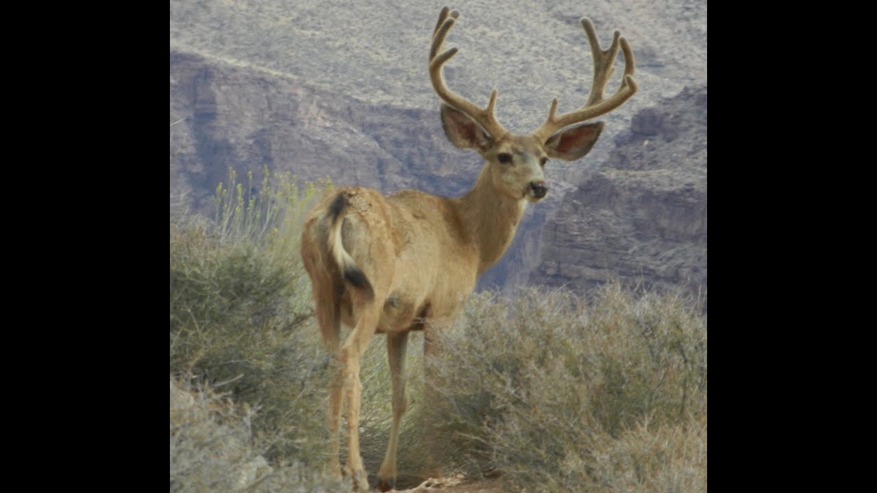 Grand Canyon Talk: Migration