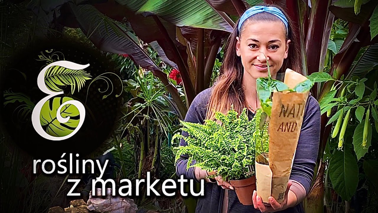 Rośliny z marketu Hit czy Kit? Czy warto kupić egzotyki w dyskoncie i jak o nie zadbać.