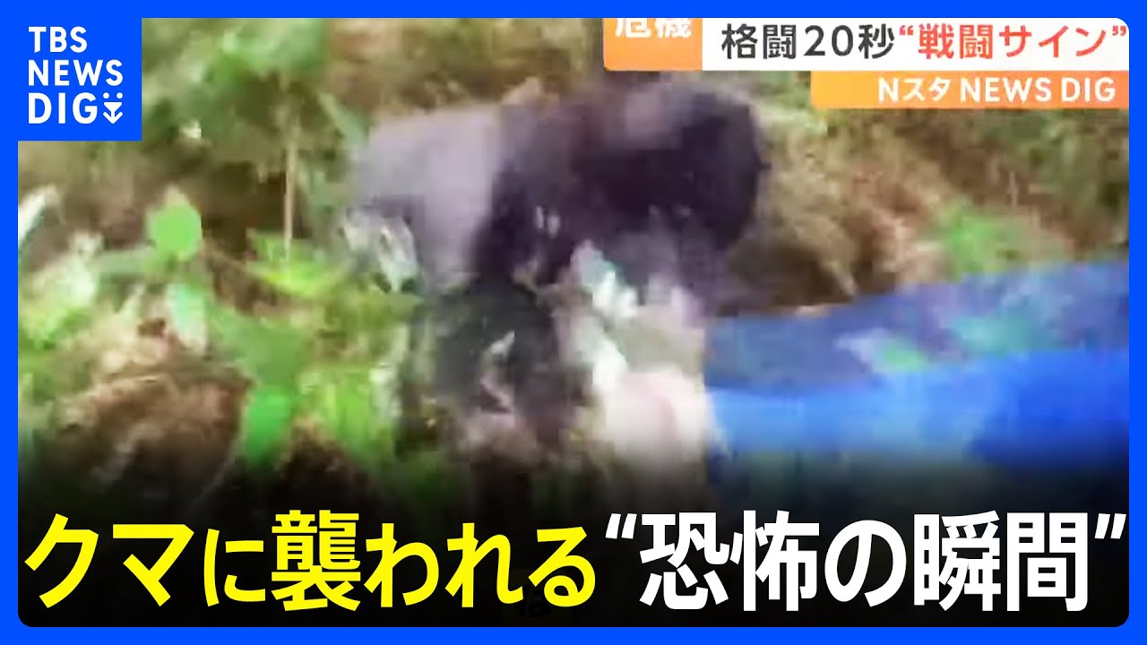 クマに襲われる“恐怖の瞬間”！命の危機に“棒”で応戦「母グマが子を…」発見時に危険な“戦闘のサイン”とは？｜TBS NEWS DIG