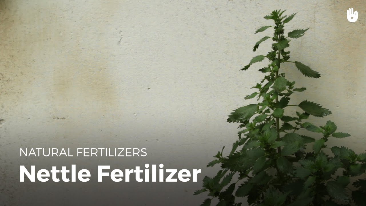 How to make nettle fertilizer | Garden