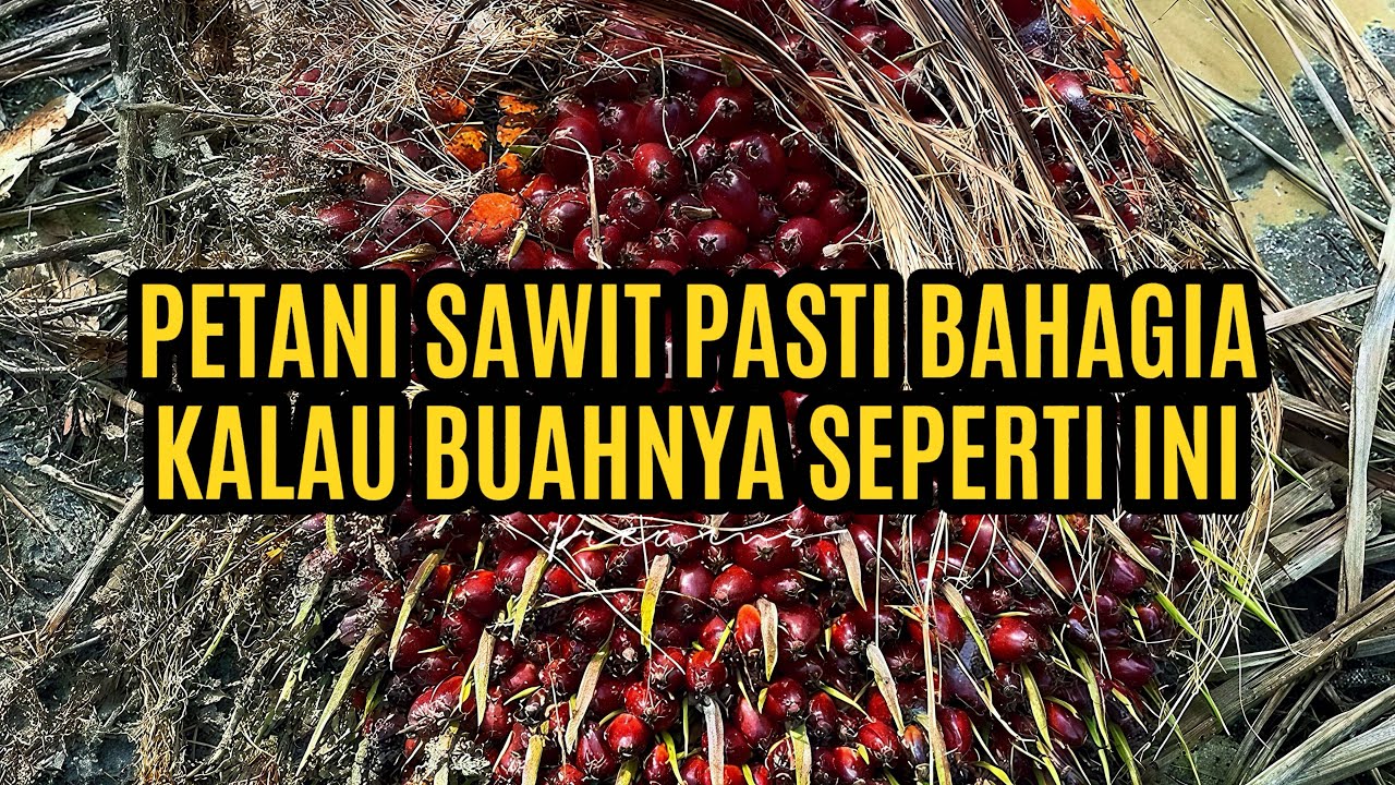 Petani sawit dijamin bahagia kalau buahnya seperti ini!
