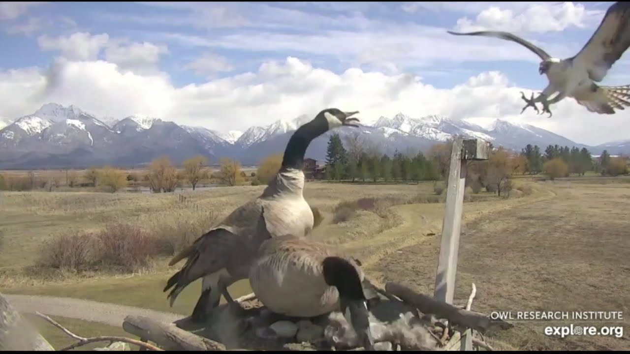 Charlo Montana Osprey Osprey tries to oust Geese from nest 4-13-2020