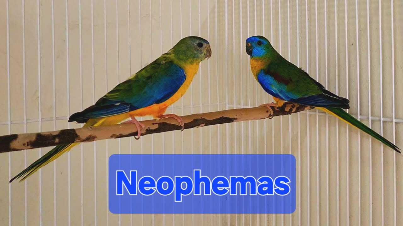 GANHEI UM CASAL DE NEOPHEMAS