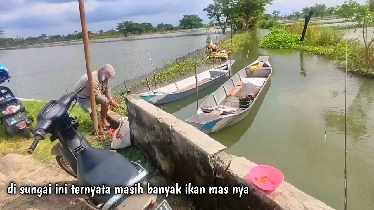Senangnya bila semua dapat ikan mas banjiran