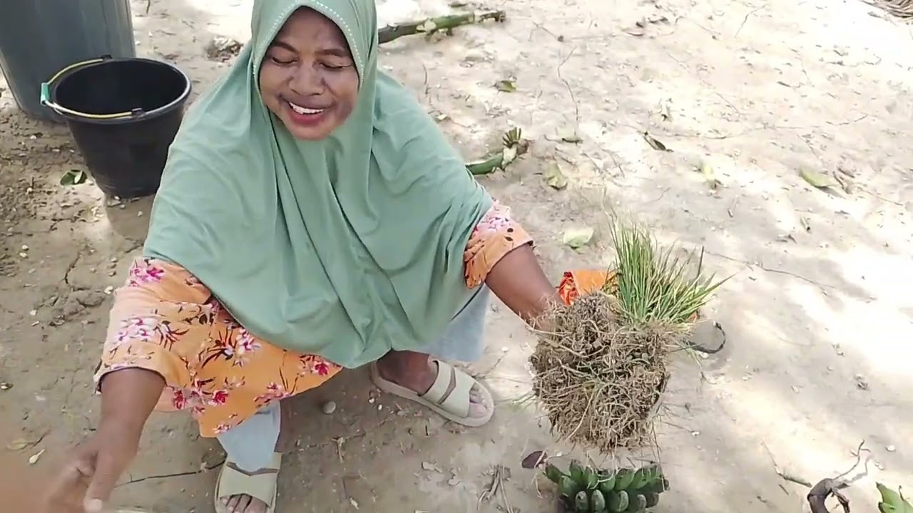 Review Buah Pisang