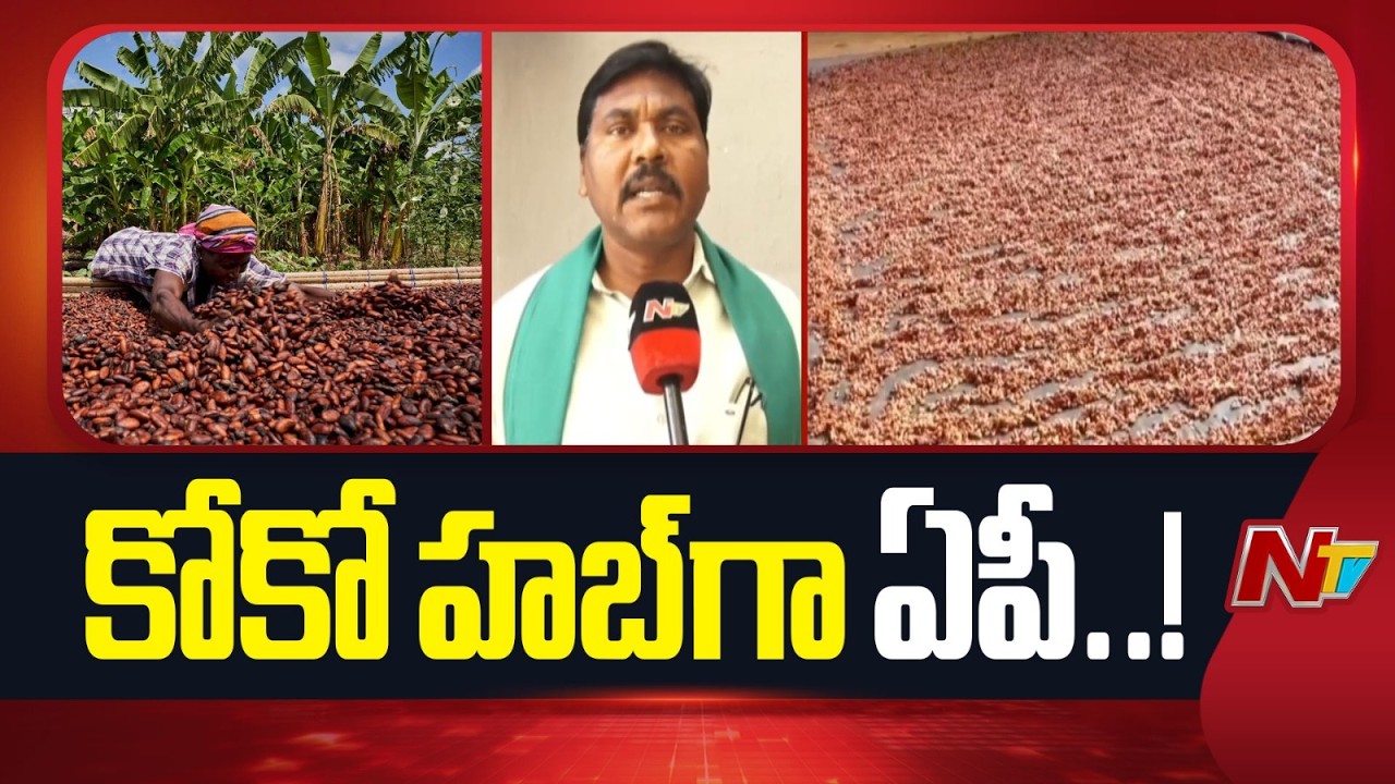 ఏలూరు ప్రాంతాన్ని కోకో సిటీగా మార్చేందుకు ప్రయత్నం | Coco City | Eluru | AP | CM Chandrababu | NTV