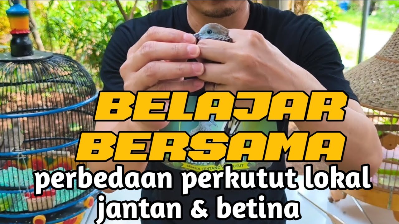 Belajar Bersama Tentang Perbedaan Perkutut Lokal Jantan & Betina 