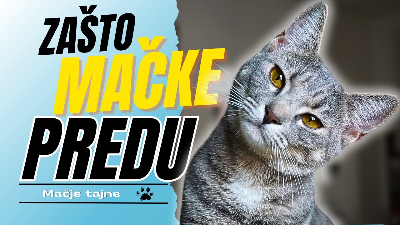Za&scaron;to MAČKE predu!!! Obja&scaron;njava veterinar