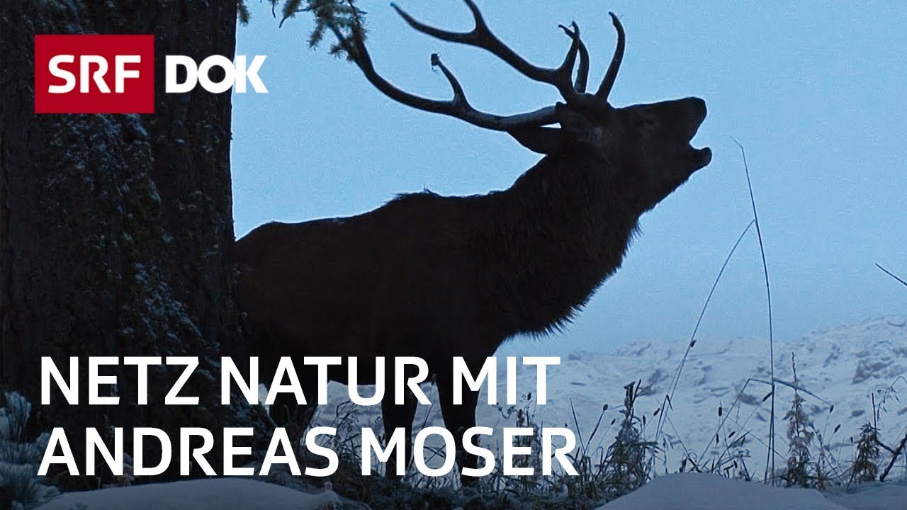 Schweizerischer Nationalpark – 100 Jahre Einsamkeit | NETZ NATUR mit Andreas Moser | DOK | SRF