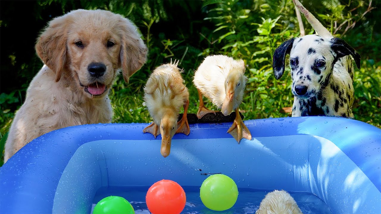 The golden puppy and ducklings swim together and splash water happily. So cute.