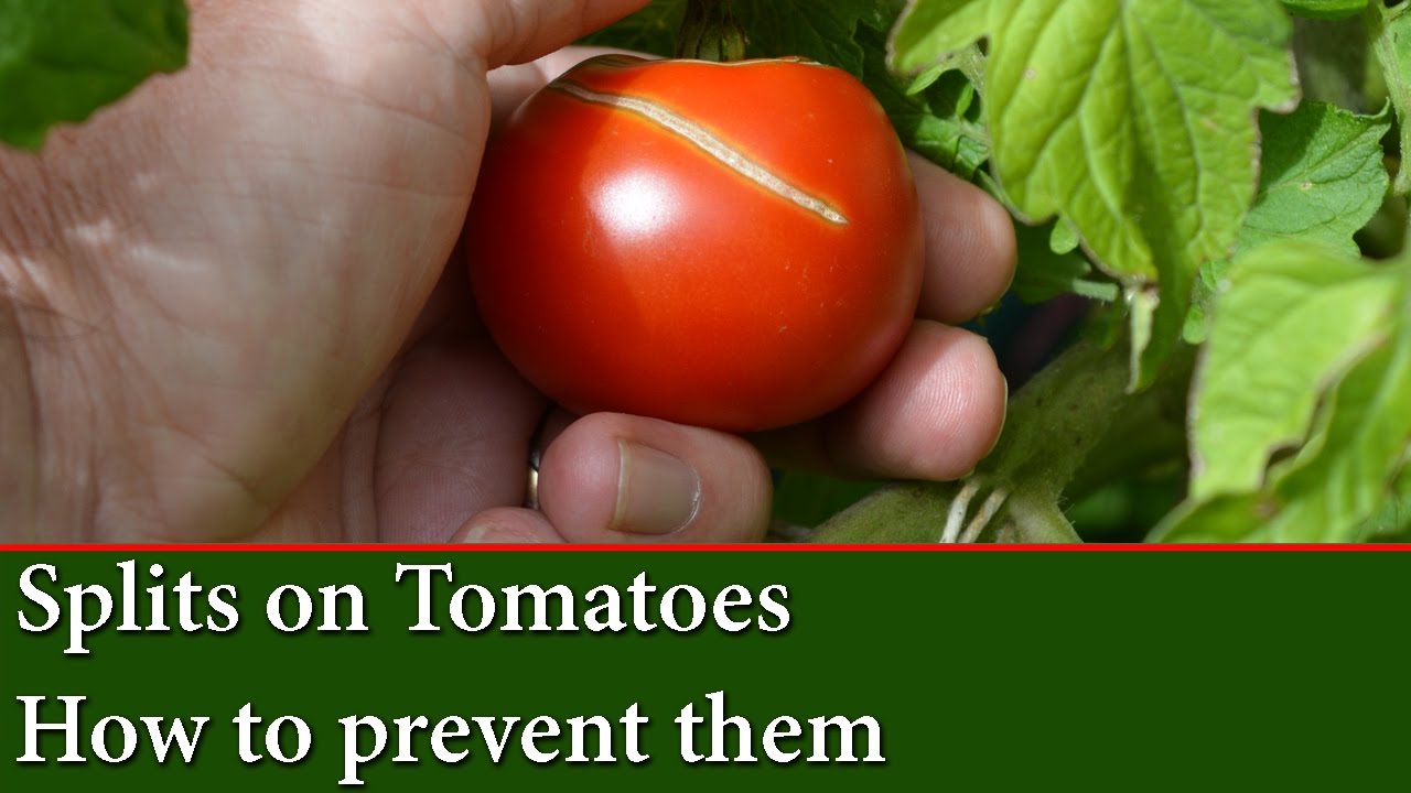 Causes of Split or Cracks on Tomatoes - How to prevent them