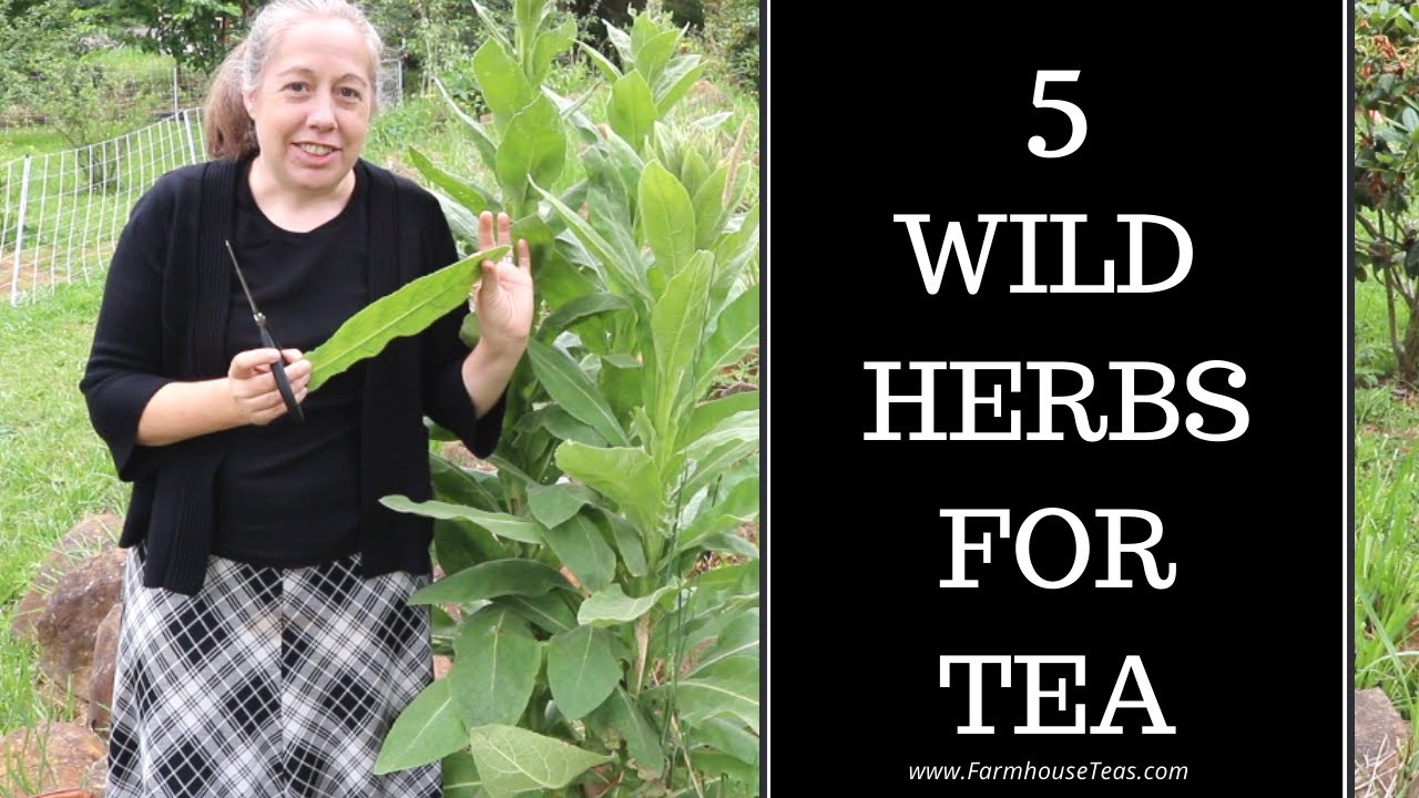 Foraging Wild Tea - 5 PNW Medicinals