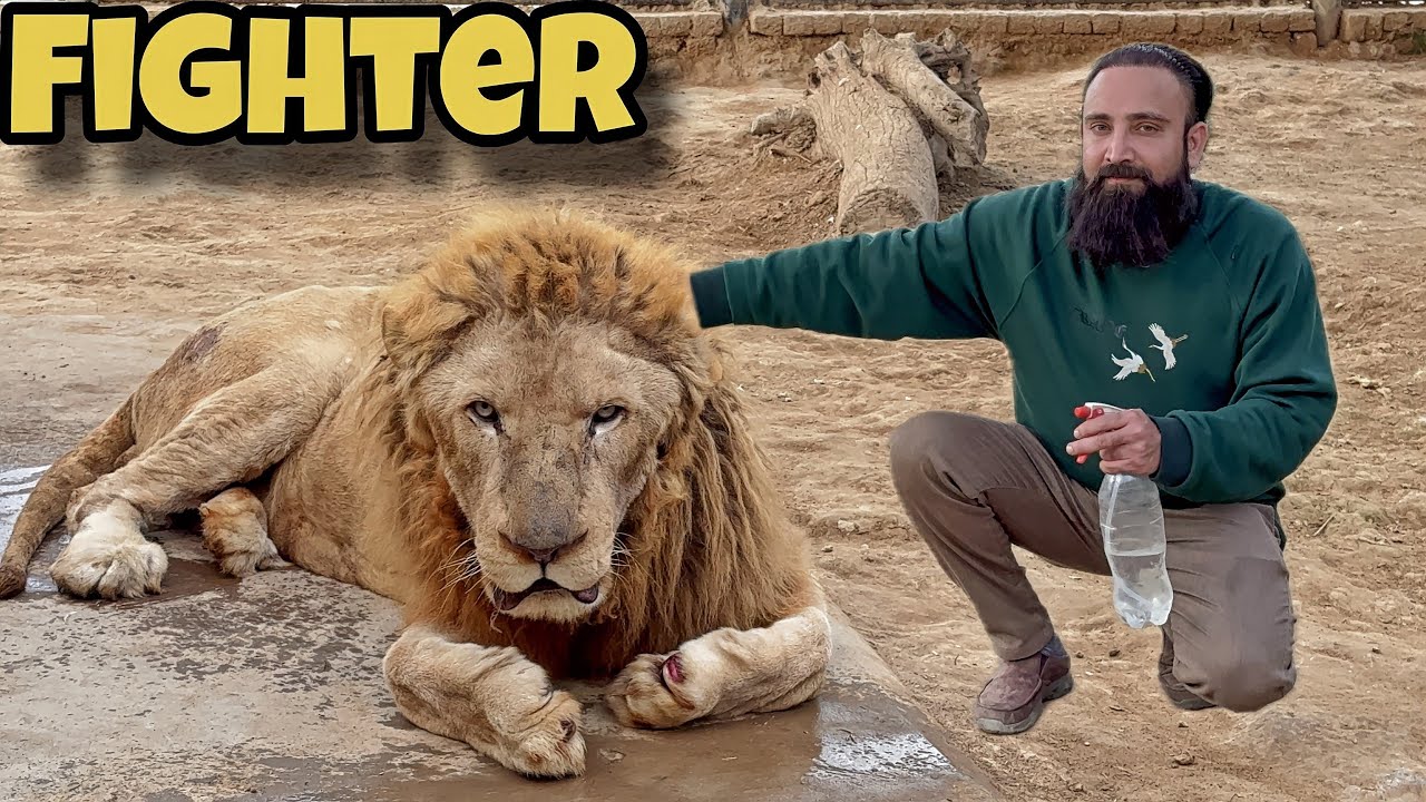 Fighter Theek Ho Geya 🦁|1Sugar Glaider Is No More 🥲🦫
