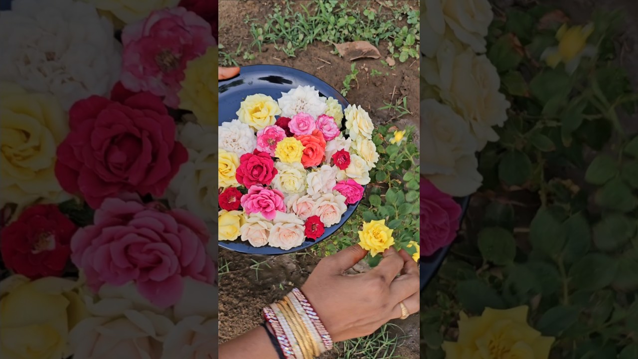 Roses harvesting in my garden #roses #mygarden #gardening #organicfarming #shortvideo