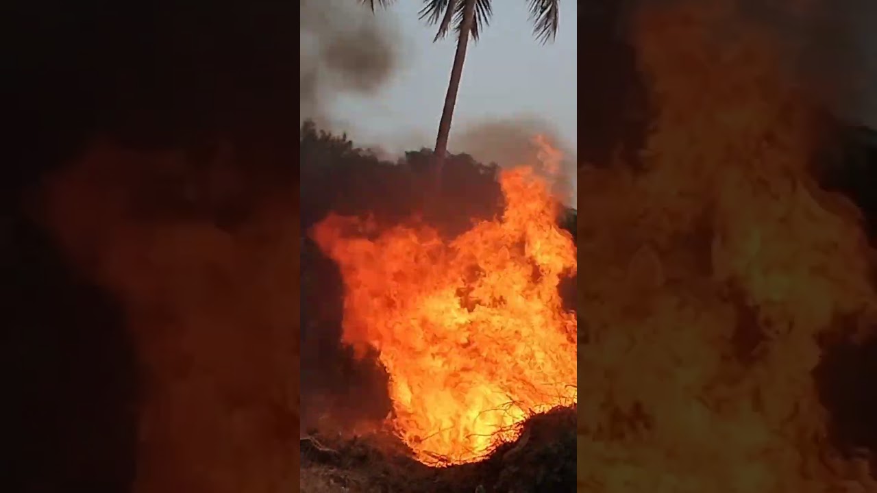 the fire Agriculture Area! Aag lag gye #fire #agro #kmk #gardenarea #firenews #shorts #aag