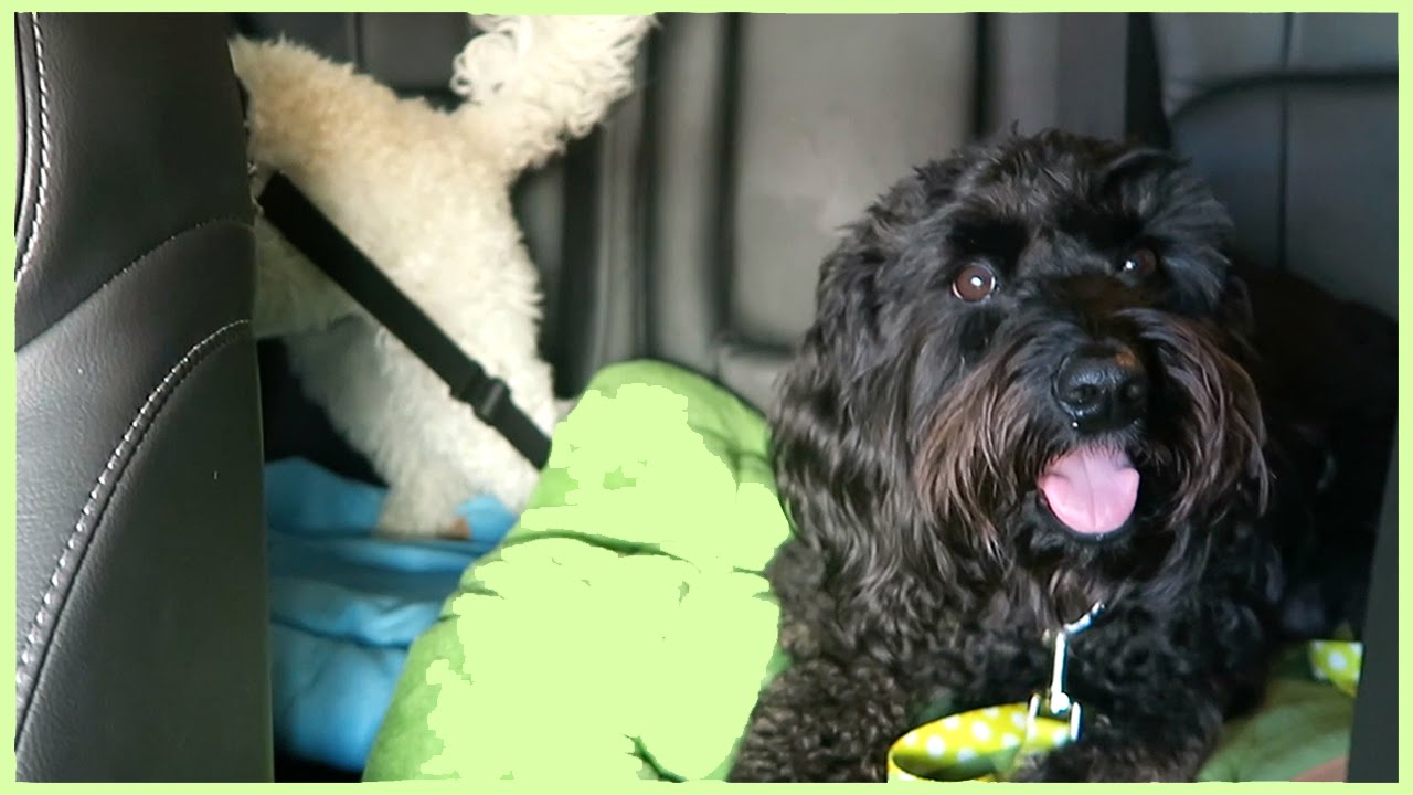 A NEW DOG!