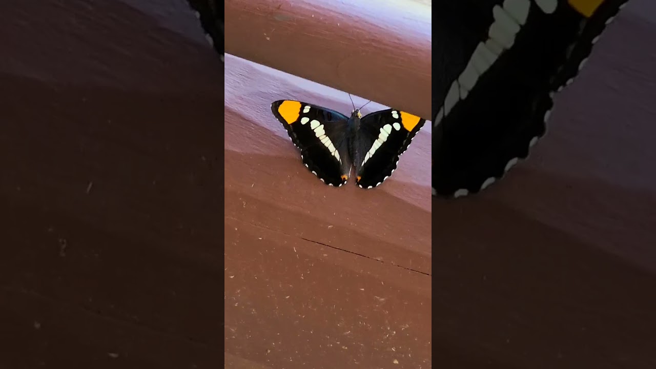 Oregon Caves National Monument and Preserve #relaxingmusic #nature #relaxing #travel #visitoregon