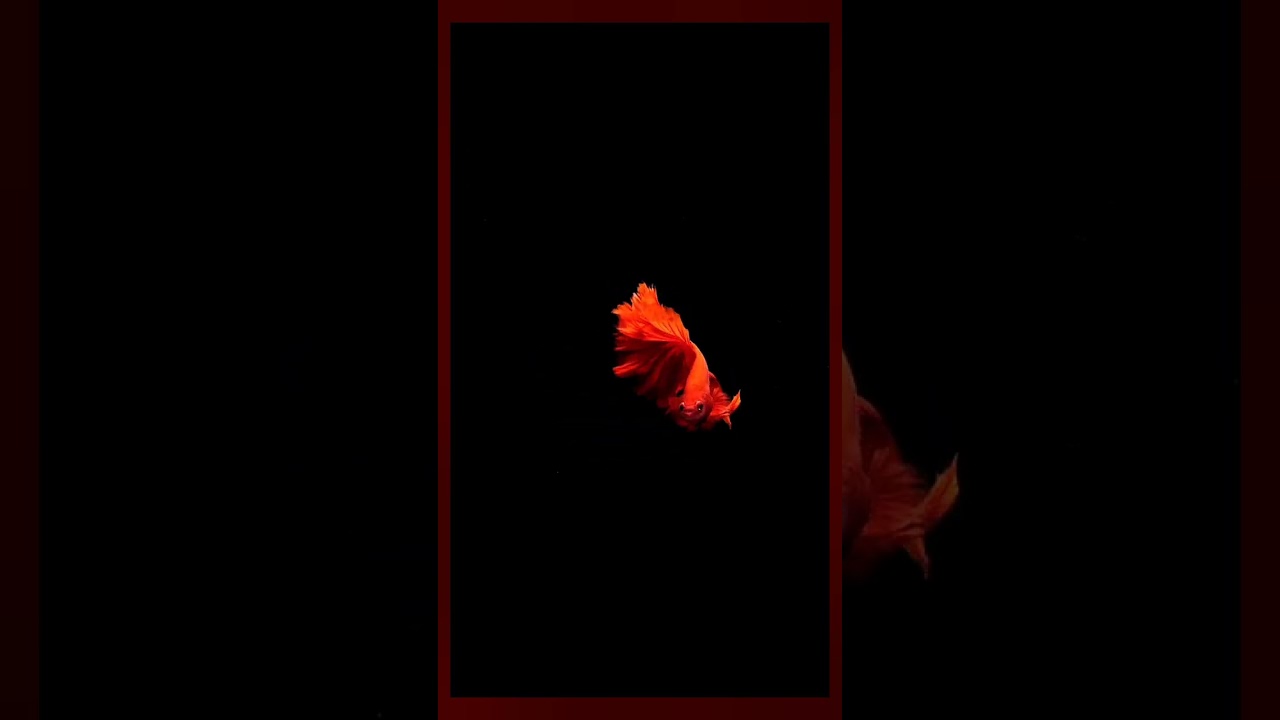 Siamese fighting fish❤️&zwj;🔥&hearts;️                    #livewallpaper #wallpaper #redfish #fighterfish