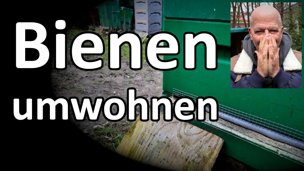 Bienen umwohnen umsiedeln, aber wie? Playlist zu Miniplus, Dadant, Langstroth, Zander Deutsch Normal