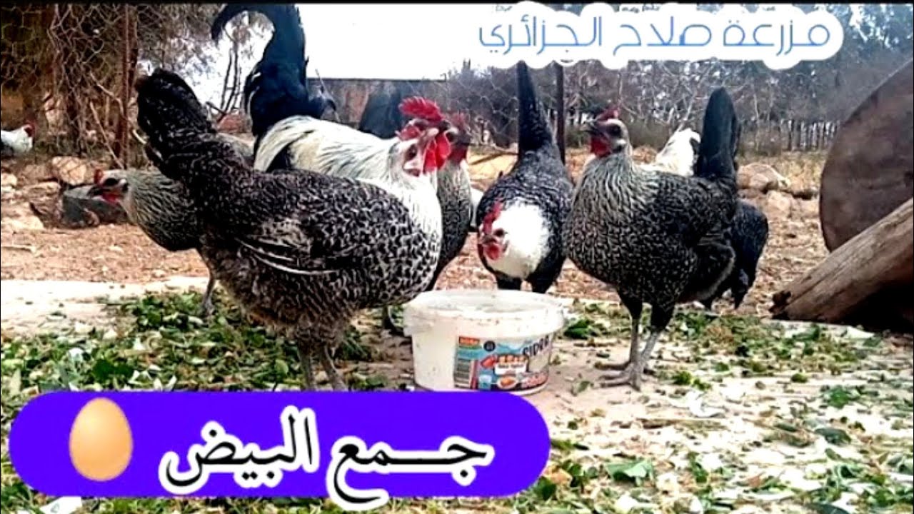 جـــمع البيض🥚إذا لم يتوفر علف لك الحل✅ فيديو من الشتاء الماضي 2023