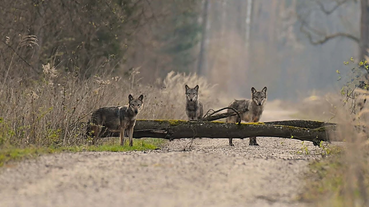 Wszędzie wilki . Dzika Gostomia cz.430.