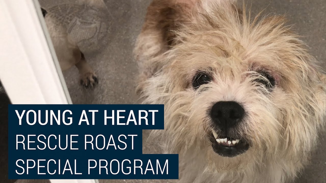Special Rescue Roast Partnership For Senior Pups!
