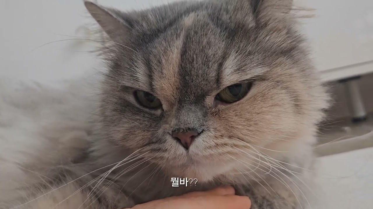 출근 준비 전, 집사와 고양이의 루틴. 오늘은 착한 내고양이. 
