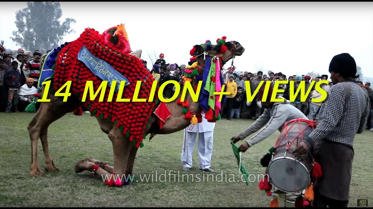 Decorated camel made to dance to dhol beats - neither natural nor fair