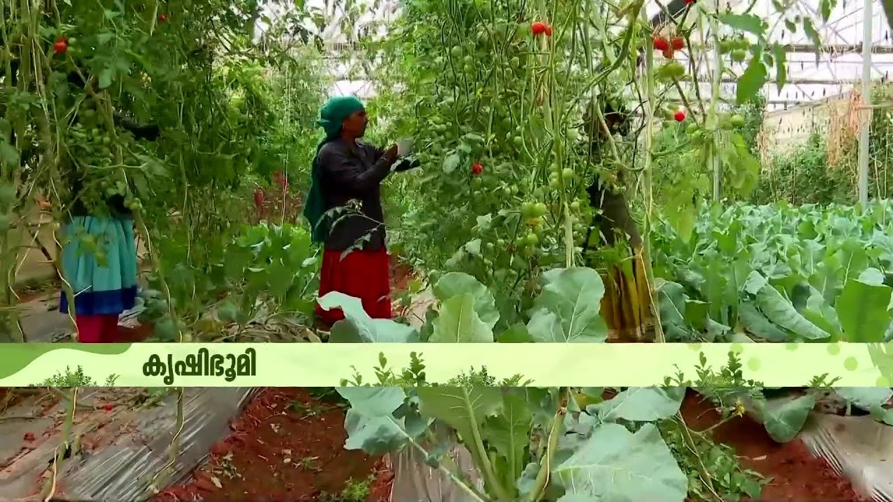 പച്ചക്കറികളില്‍ പുതിയ പരീക്ഷണങ്ങളുമായി അമ്പലവയലിലെ കാര്‍ഷിക ഗവേഷണ കേന്ദ്രം | Krishibhoomi