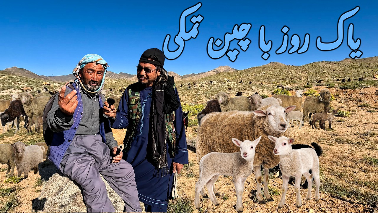 A Day With Tamaki Shepherd in Jaghori | یاک روز با چپن تمکی، جاغوری