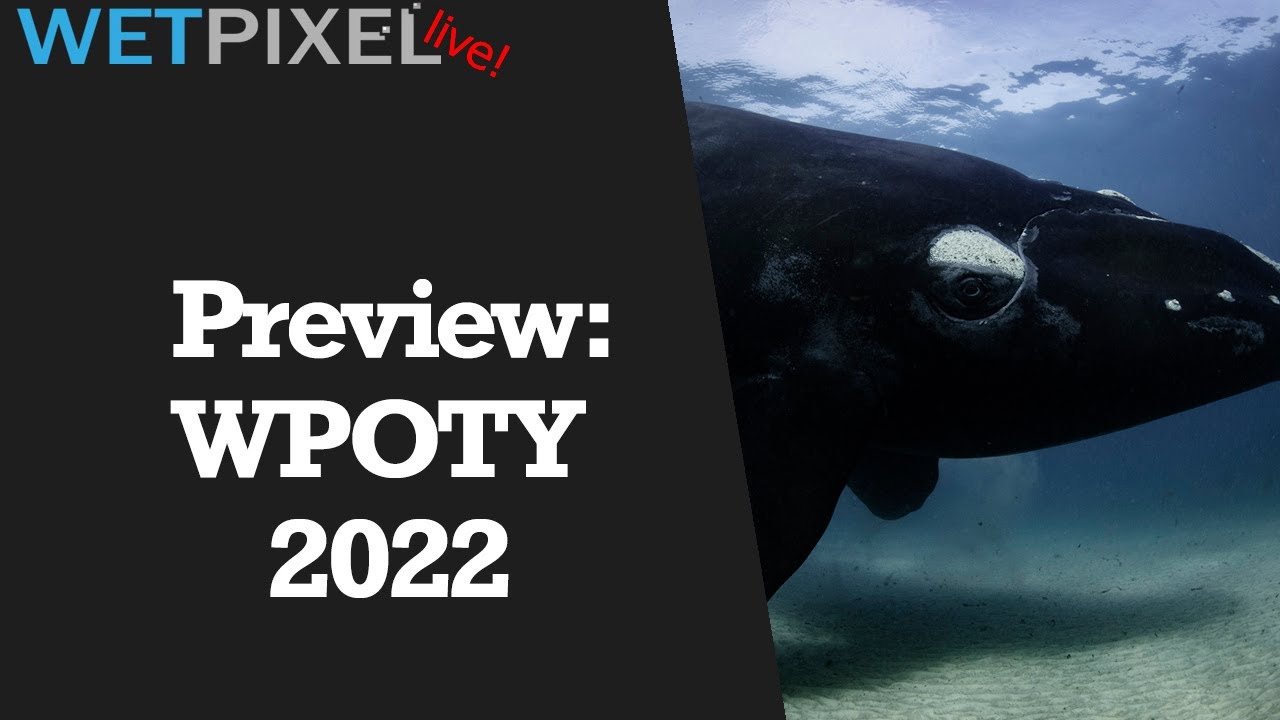Preview Images from the Wildlife Photographer of the Year 2022