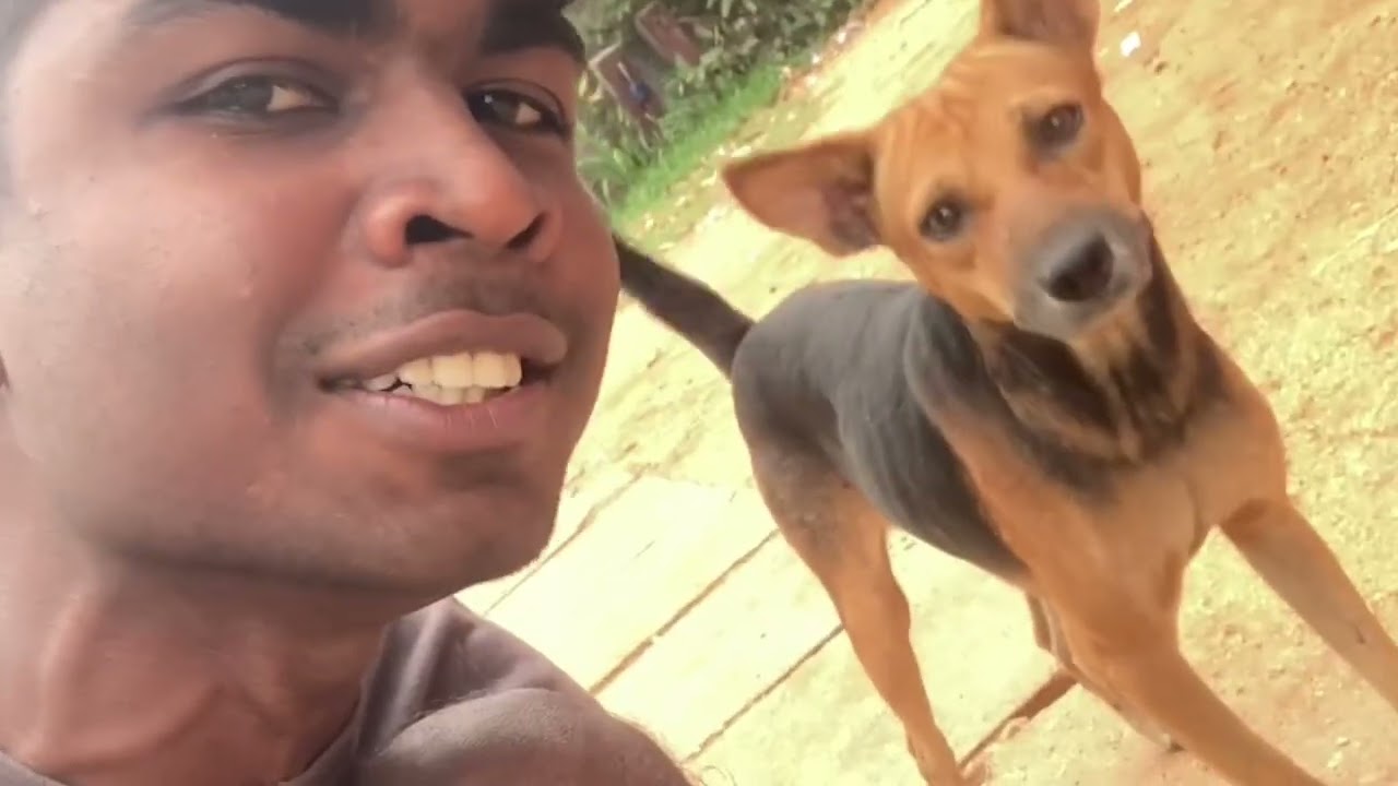 Dog sound prank to public buses.🤪