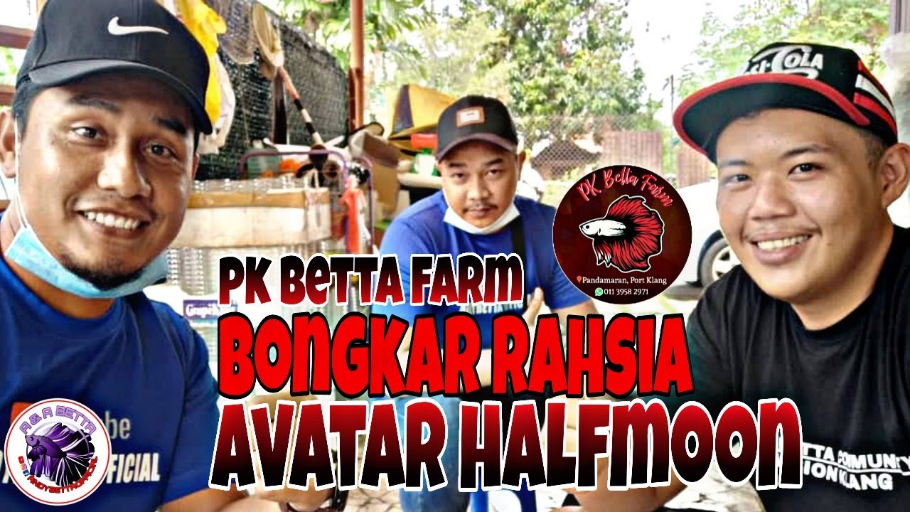 TERJAH PK BETTA FARM // KONGSI RAHSIA HASILKAN AVATAR HALFMOON DAN TIP PENJAGAAN JENIS HALFMOON