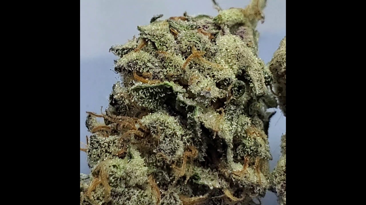 Oni seed company Tropicana Cookies