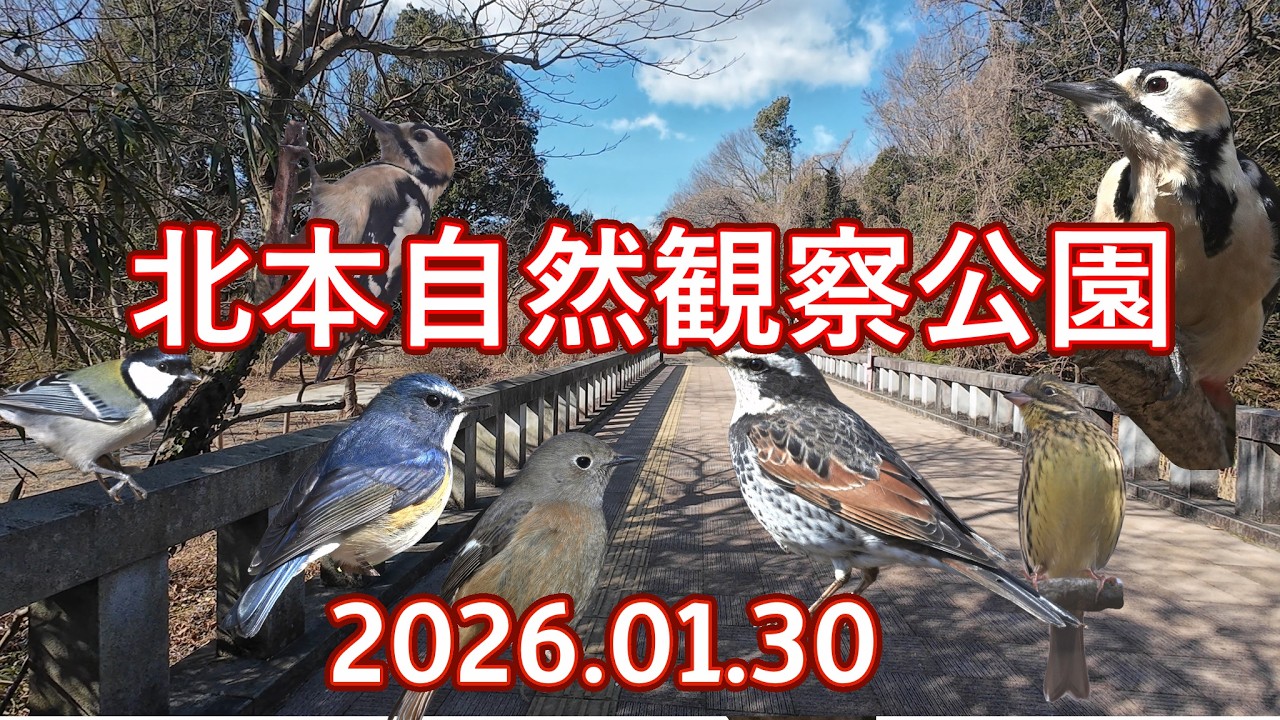 北本自然観察公園（20250130）4K　7分07秒