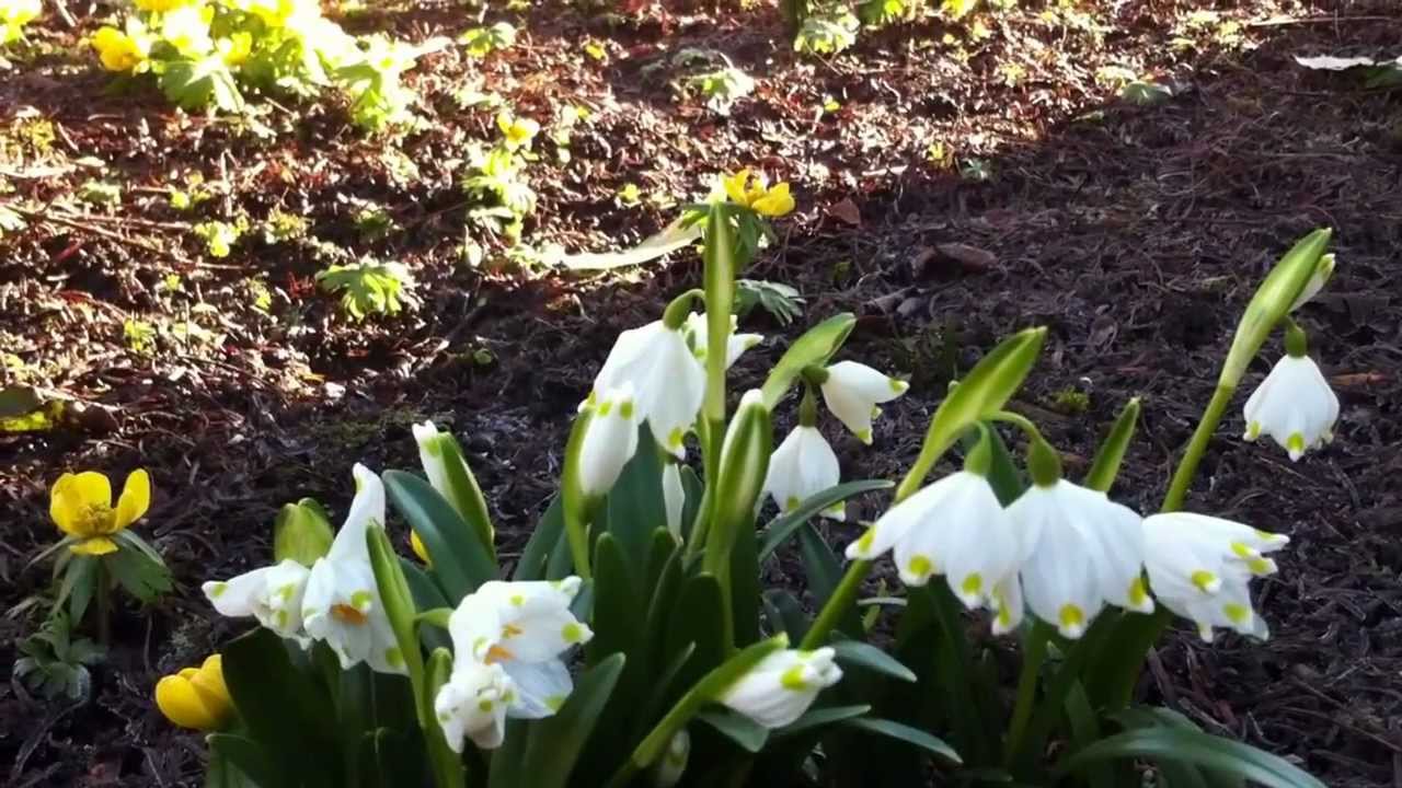 The Spring Snowflake...Leucojum vernum