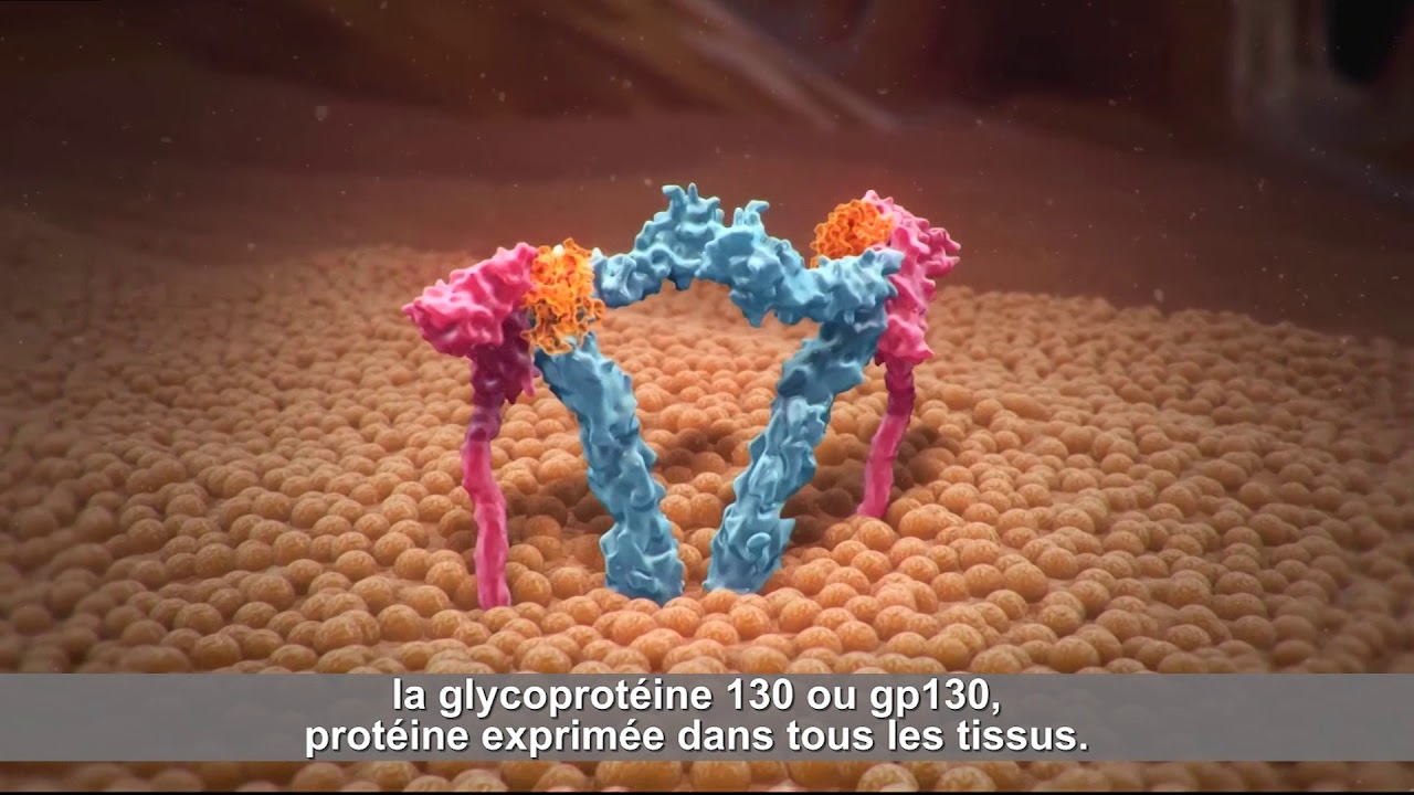 Mécanisme d’action de l’interleukine-6 et régulation de l’inflammation