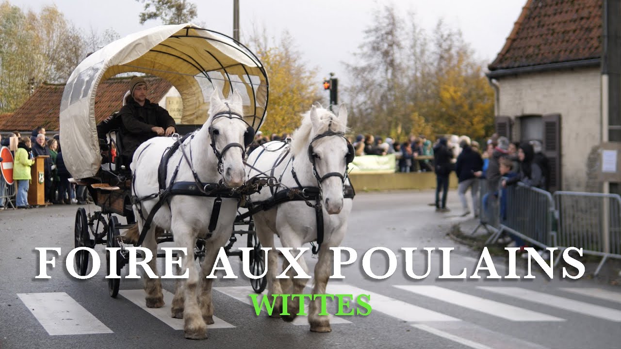 Foire aux poulains à Wittes
