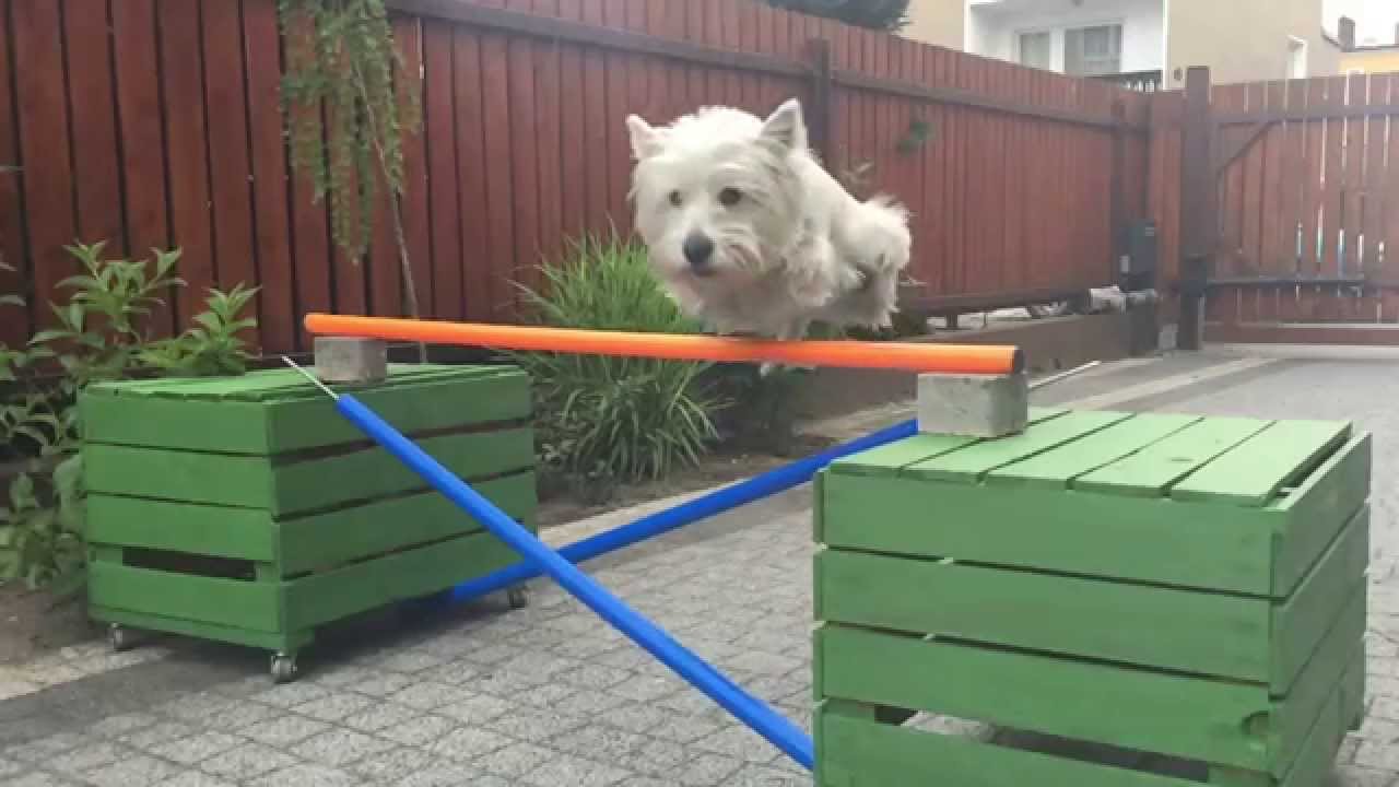 West Highland White Terier - Flicka, sztuczki, tricks :)