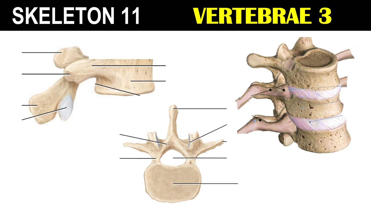 Skeleton 11 | Thoracic Vertebrae | Lumbar Vertebrae | Vertebral Column 3 | Dr Ghanshyam Jangid