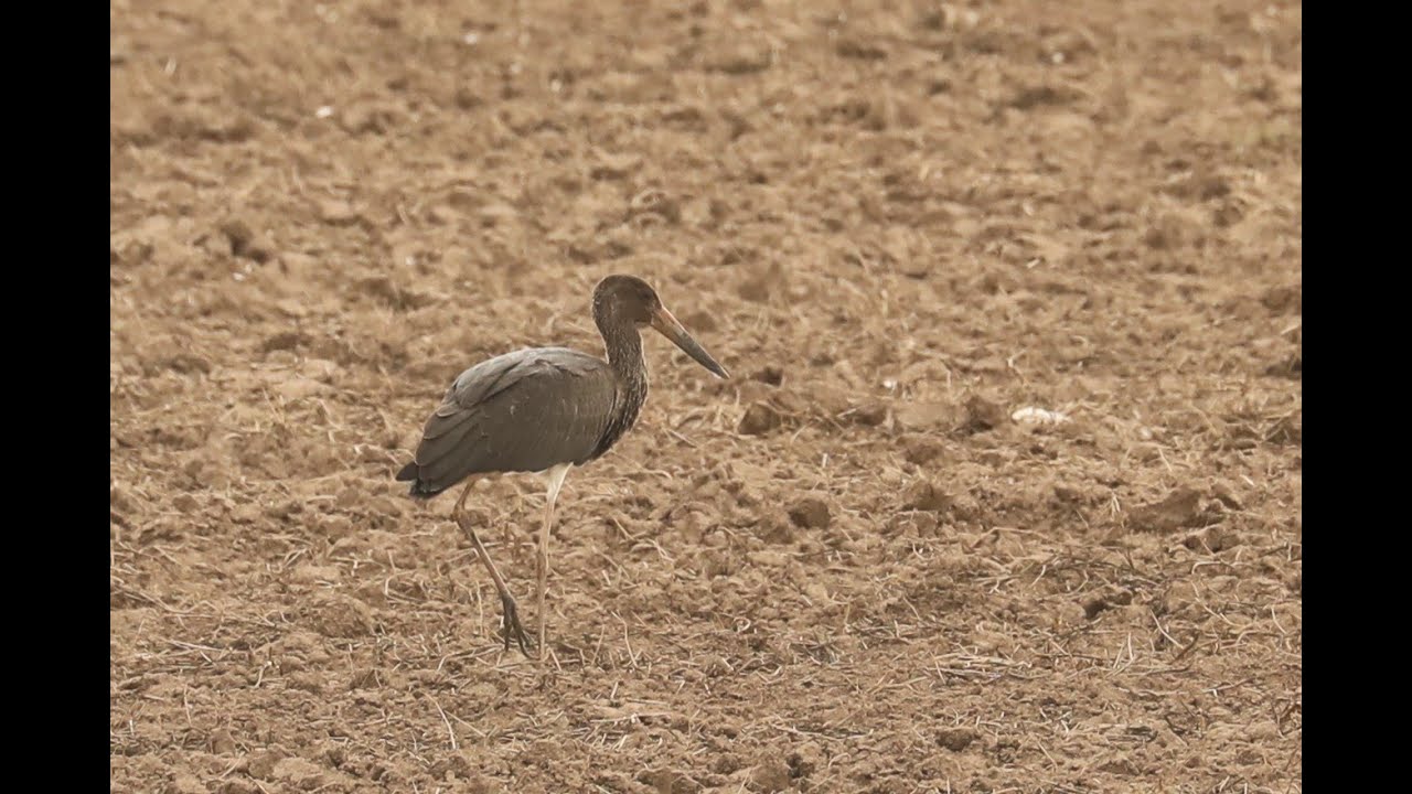 Black Stork, Frampton Marsh RSPB, Lincolnshire, 18/8/21