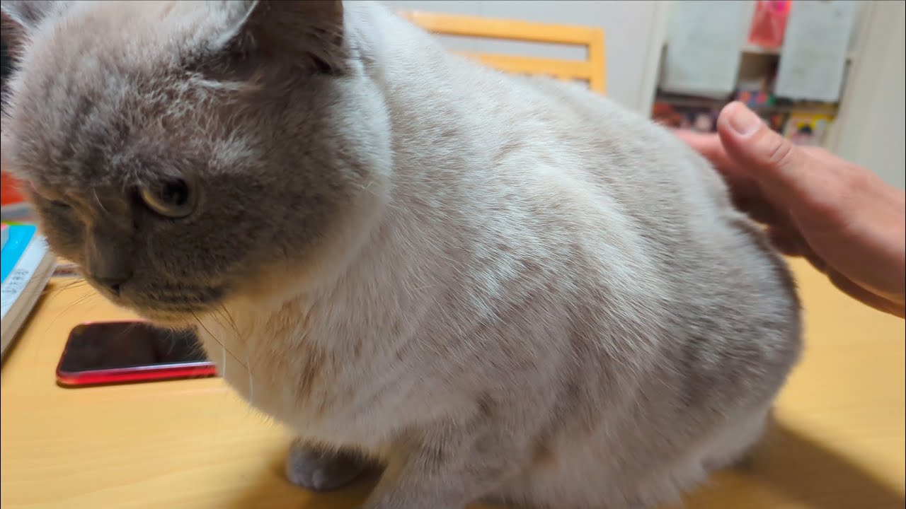 おしりぺんぺんは嫌やねん
