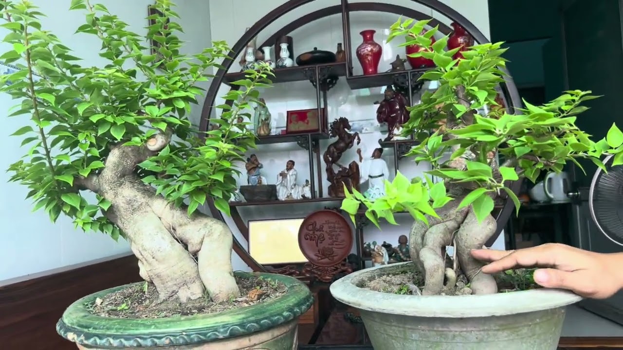 Bonsai Hoa Giấy