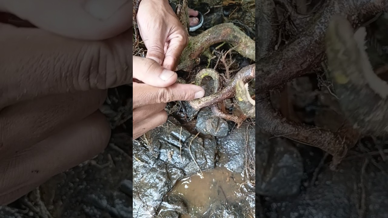 Dikejutkan dengan penemuan akar ki gelung😱 didalam nya isi pusaka bulu perindu 😱 #shorts