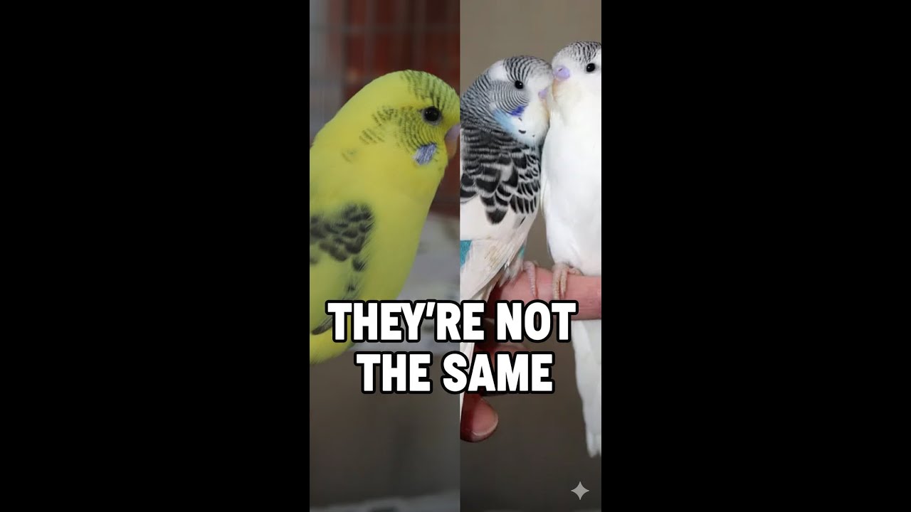 Dominant vs Recessive Pied Budgies | How to Tell the Difference How to Identify Dominant and Recessi
