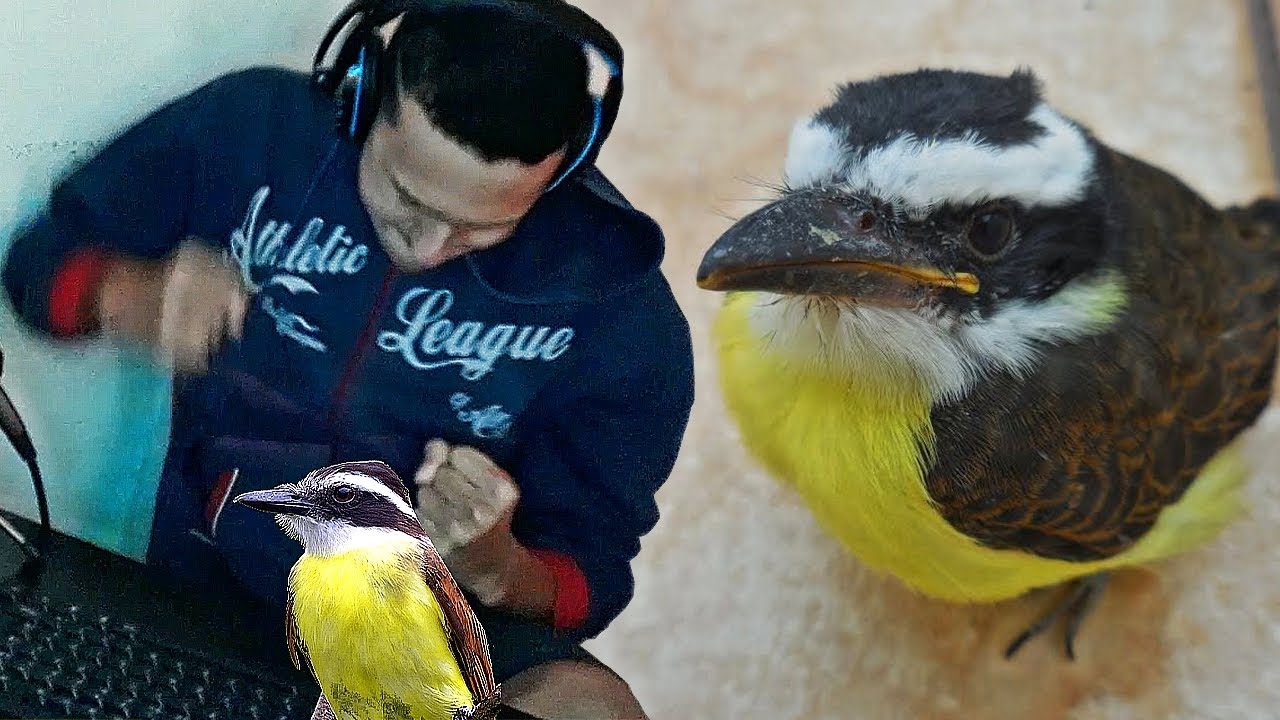 Bem te vi