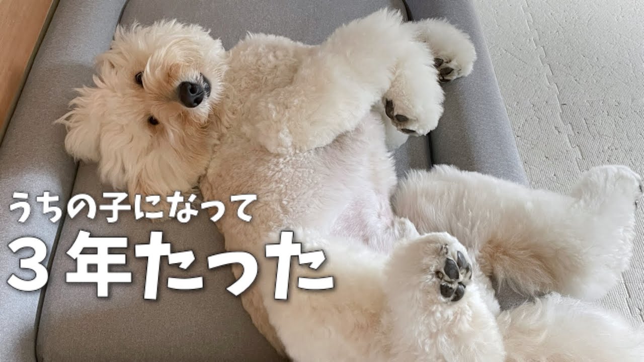 お迎え記念日を忘れられていた大型犬はこちらです